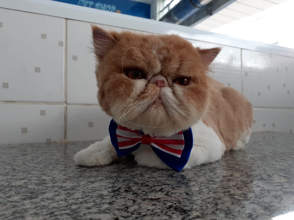 Pet atendido no Pet Shop Xodó em Diadema