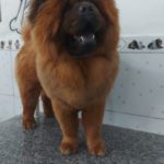 Pet atendido no Pet Shop Xodó em Diadema