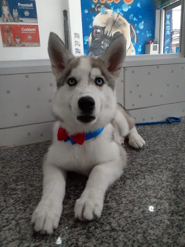 Pet atendido no Pet Shop Xodó em Diadema