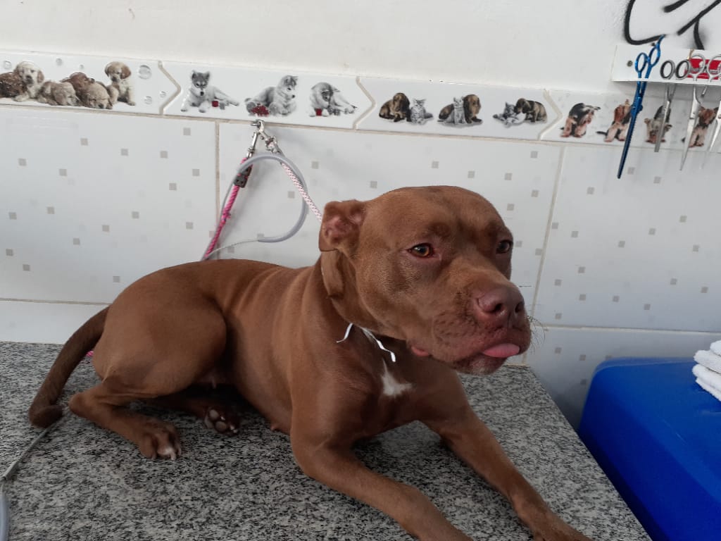 Pet atendido no Pet Shop Xodó em Diadema