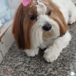 Pet atendido no Pet Shop Xodó em Diadema